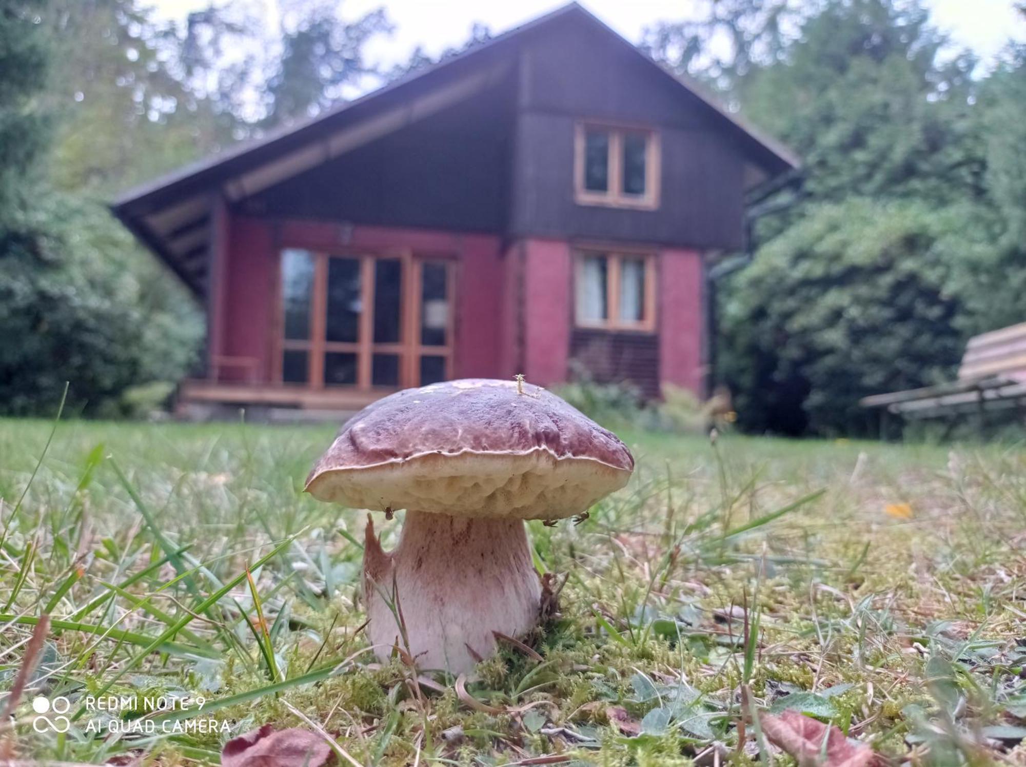 Willa Chata Oliva Planá nad Lužnicí Zewnętrze zdjęcie